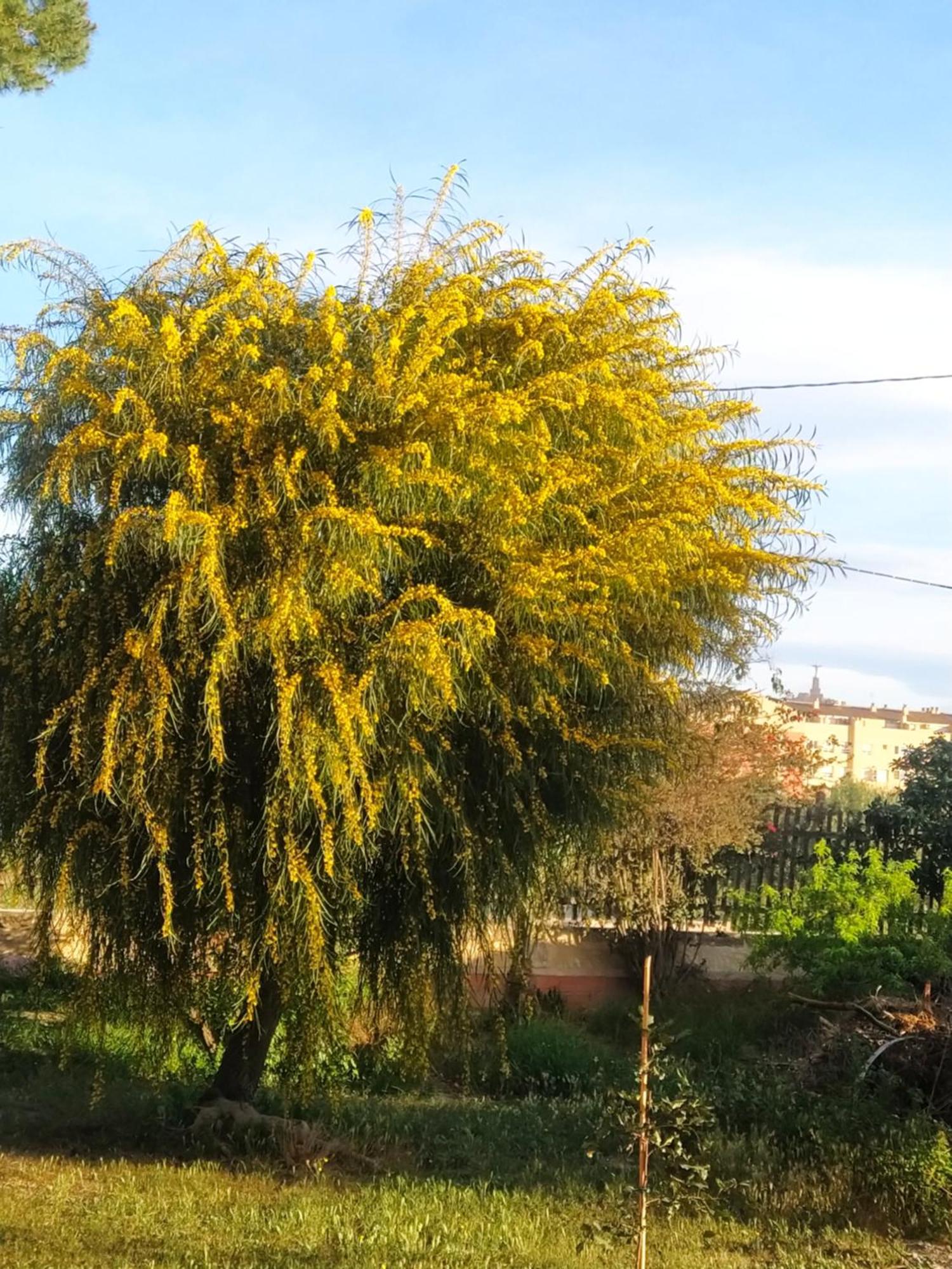 La Toscana Murcia Dış mekan fotoğraf